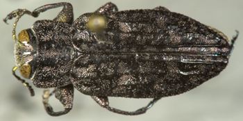 Media type: image;   Entomology 24439 Aspect: habitus dorsal view
